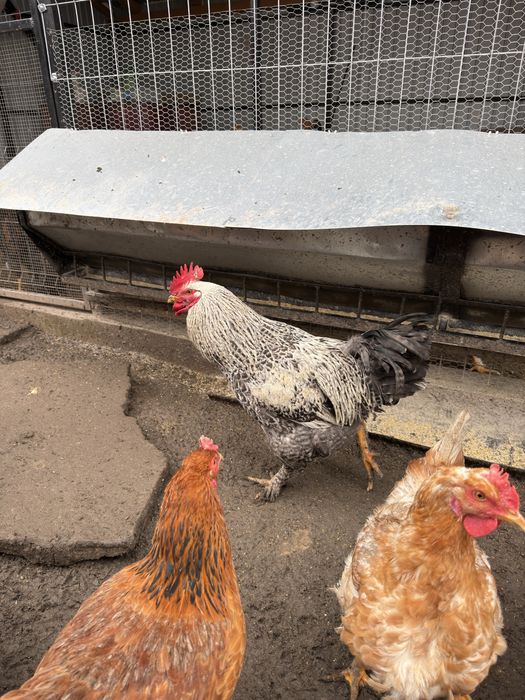 Cocosi din Iunie 2025