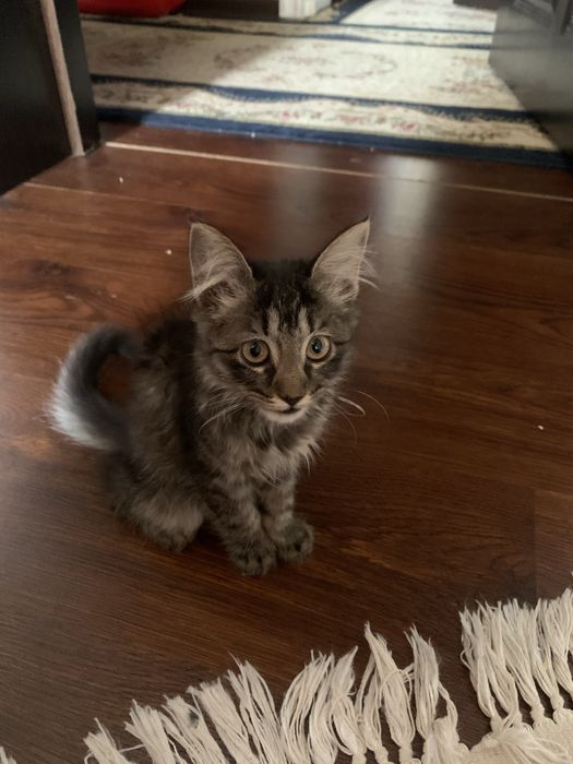 породистый котенок