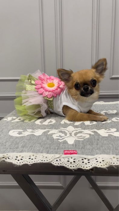 Продам щенка Чихуа