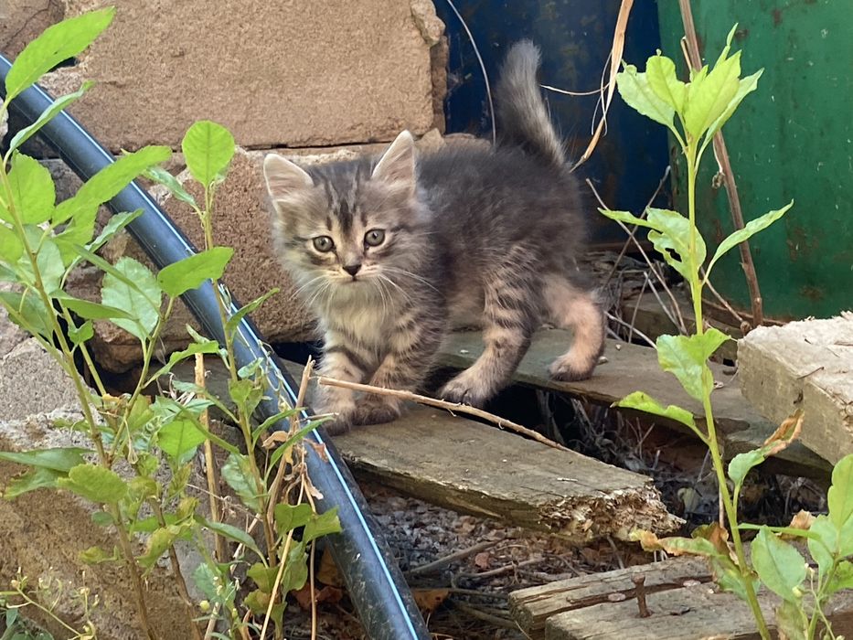 Котята 3 месяца милые