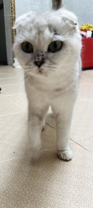 Продам кошку- Вислоухая