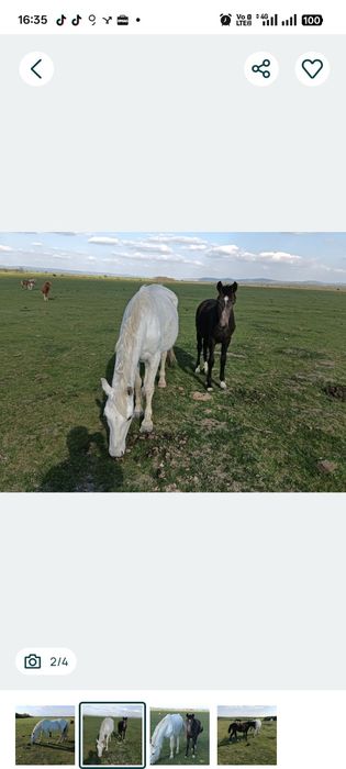 Vand iapa lipitan siglavi capriora cu pedigree invatata cu copii echitatie si atelaj Pret 2300 euro