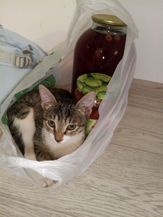 Отдам котенка,девочка, домашняя.к лотку приучена