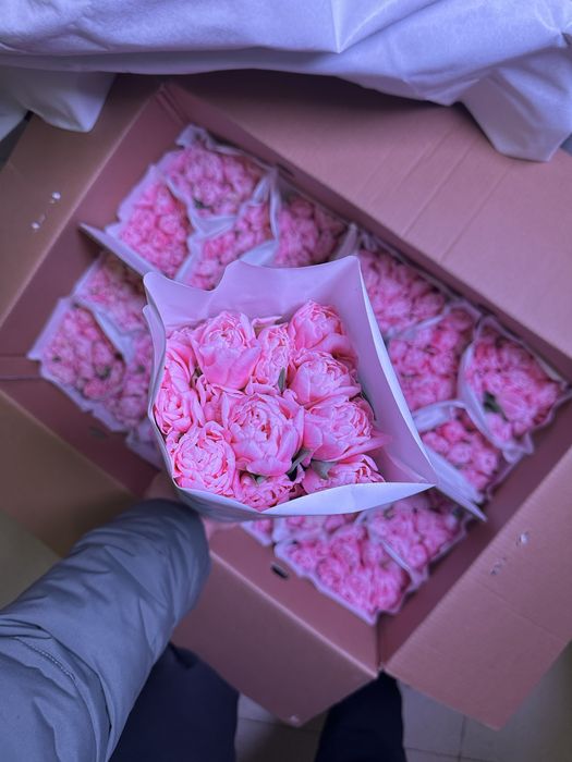 Пионовидные тюльпаны белорусские