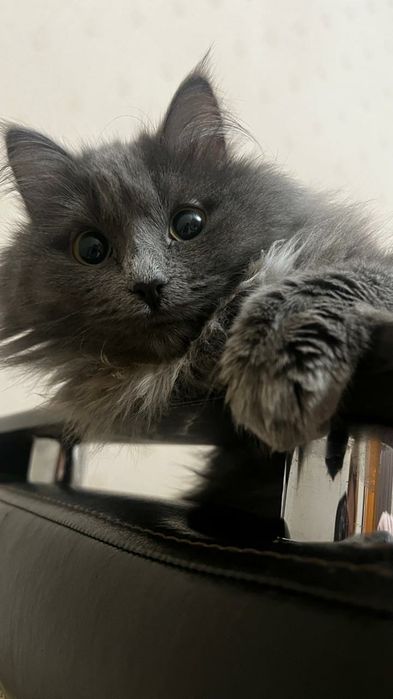 Отдам кошку бесплатно