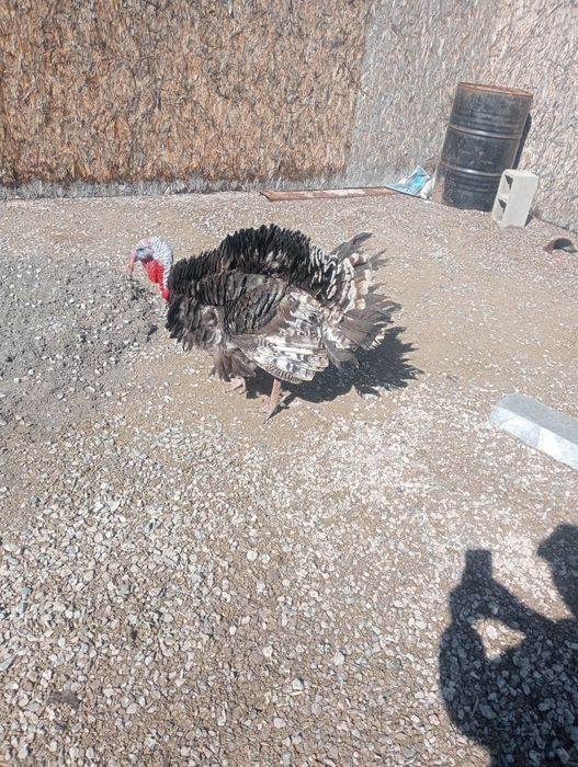 Индюк бролер живой вес