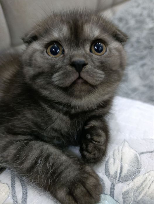 Scottish fold, Otasi British Shorthair Silver,