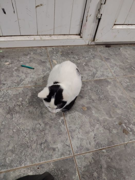 Отдам котенка девочку