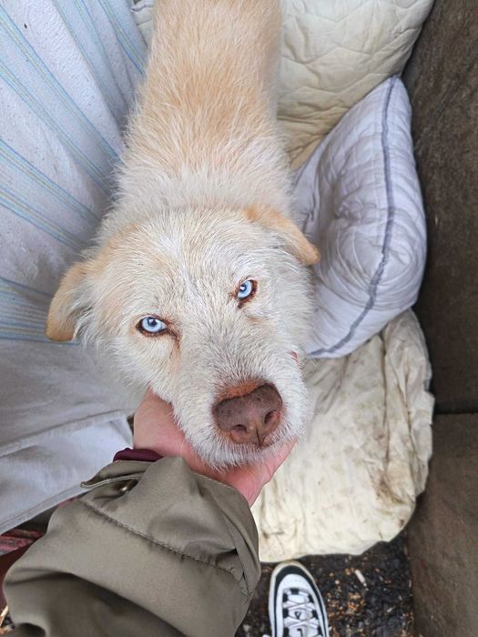 Cautam urgent camin iubitor