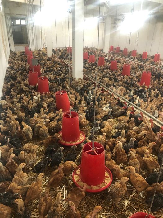 Pui rasa mixtă kabir si porumbaci si gât golaș