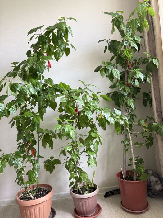 Цветы, Роза высокие 155 см и 1 метр