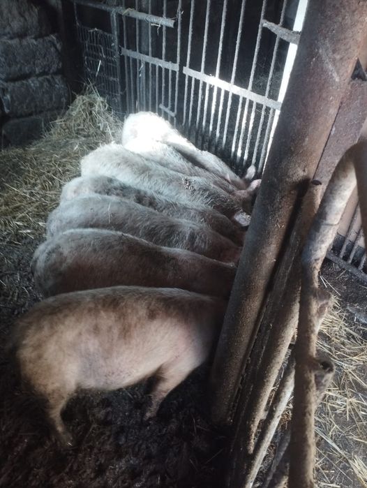 продам свинок и кабанчика