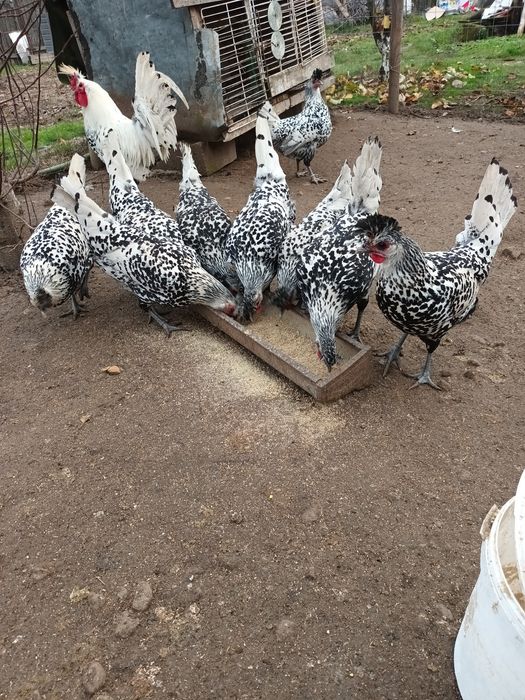 Araucana Silver,Araucana gât  auriu, Appenzeller Wiandotte GSG