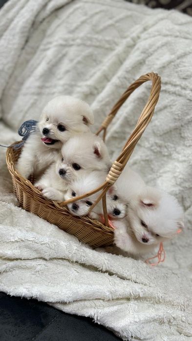 Продам красивых щенят