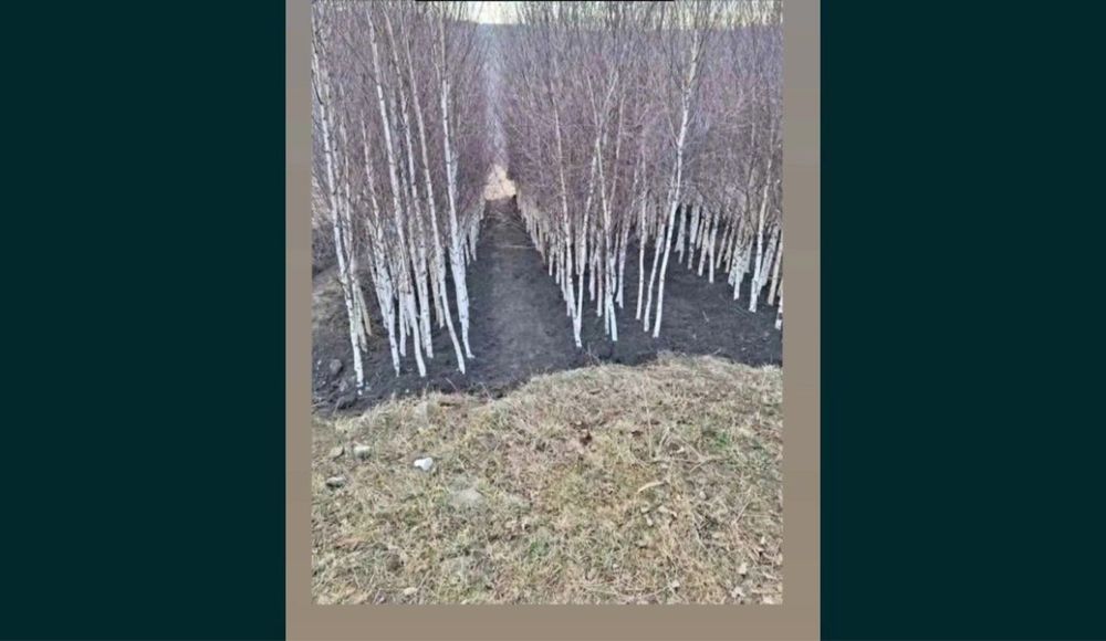 Lemn cainesc doar la un leu )(catina )brad argintiu )mesteacan cel mai mic pret