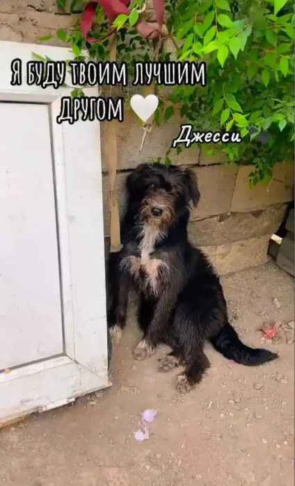 Отдам собак в добрый руки