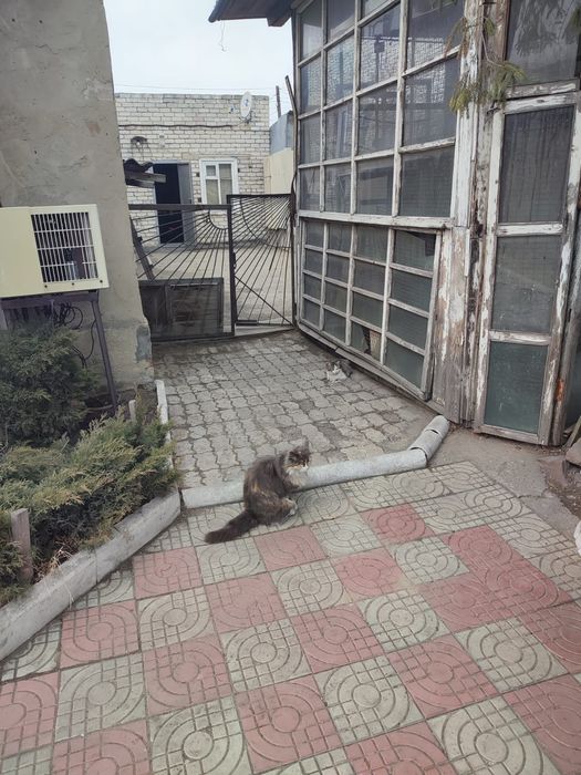 Отдам даром кошек