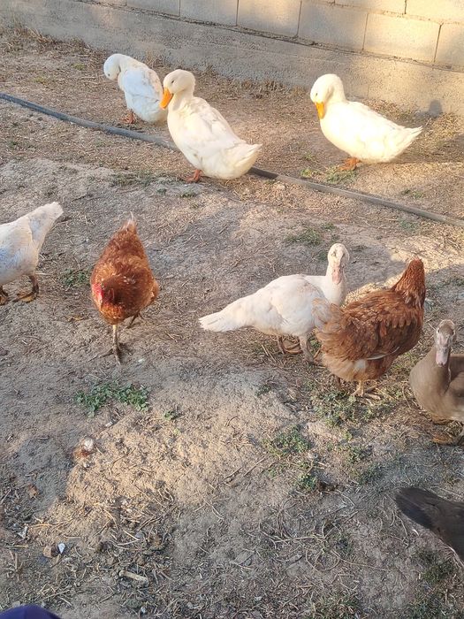 Продам. Гуси, утки пекинки, башкирки