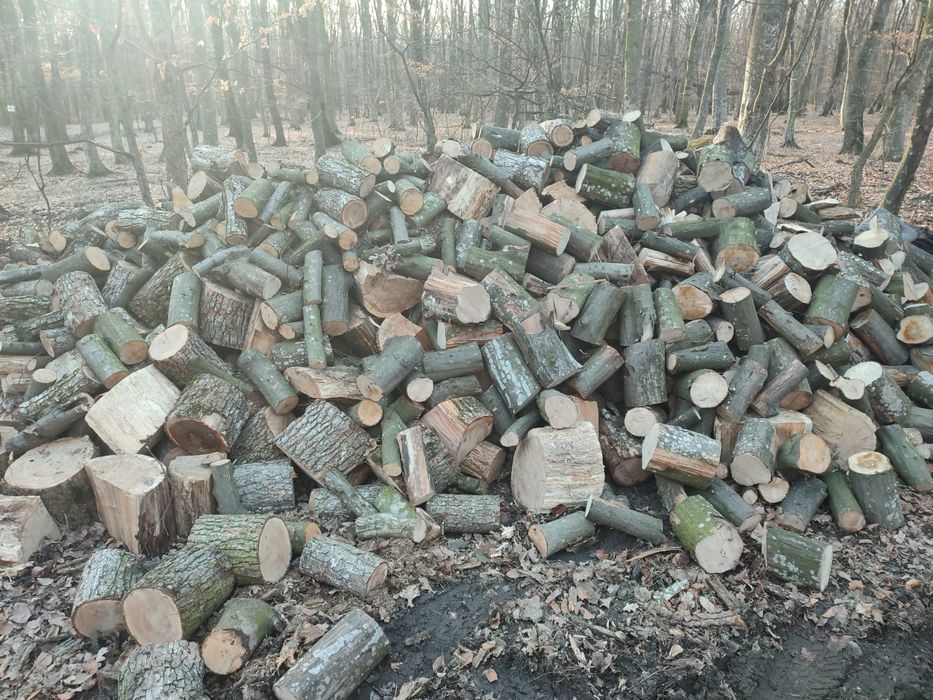 Vând lemn pentru foc