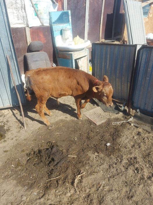 Продам бычков этого года