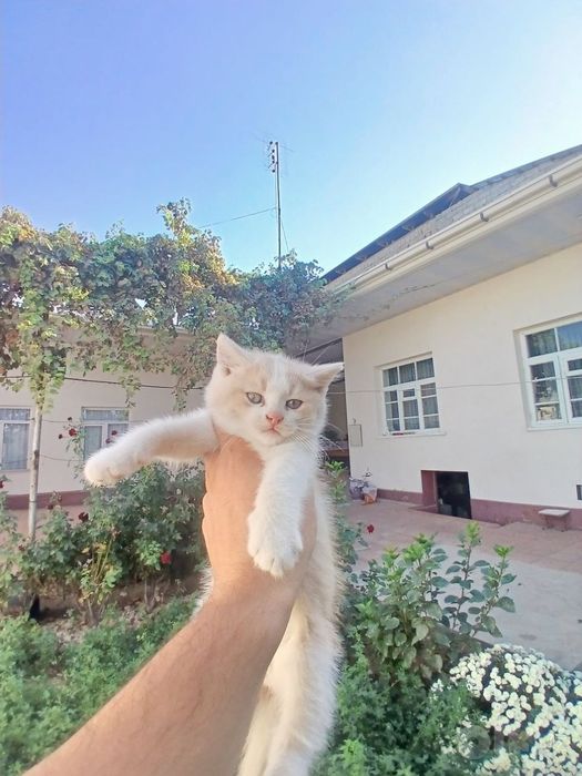 Британский шиншила . Очень ласковоя и приученная к лотку .