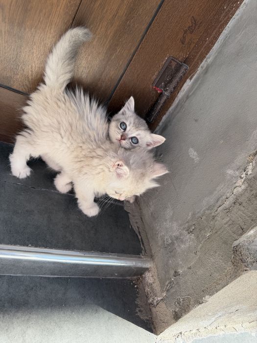 Котята породистые шиншилы