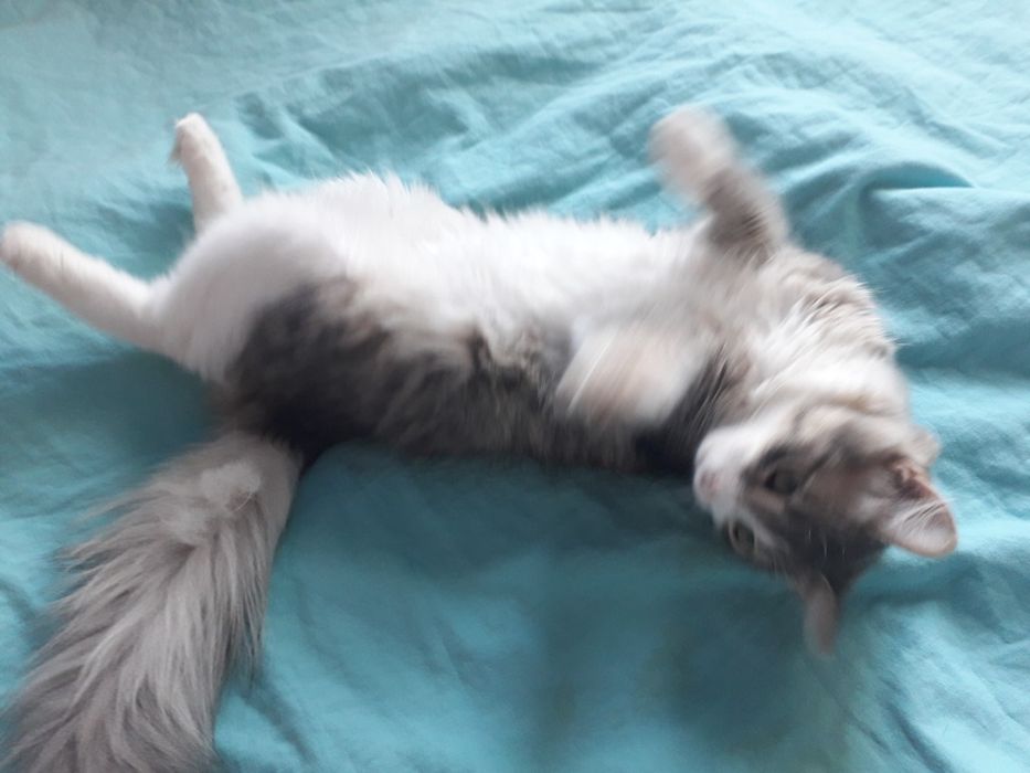 Отдам в добрые руки котика