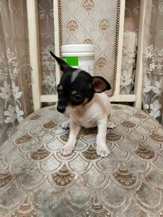 Продам щенков Чехуахуа