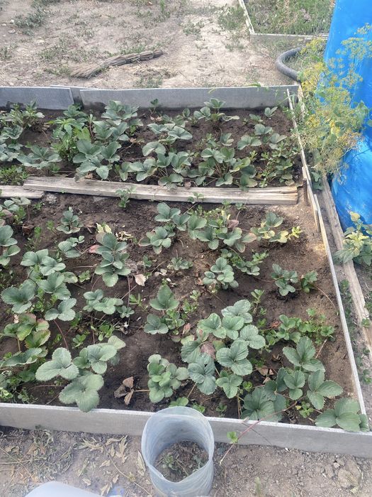 Продам участок 1 сотка