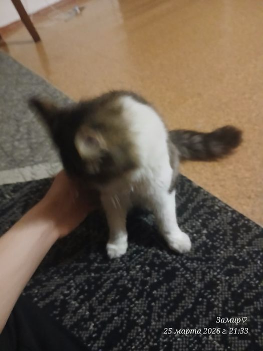 имя симон. сорт майинкум.4 месяц