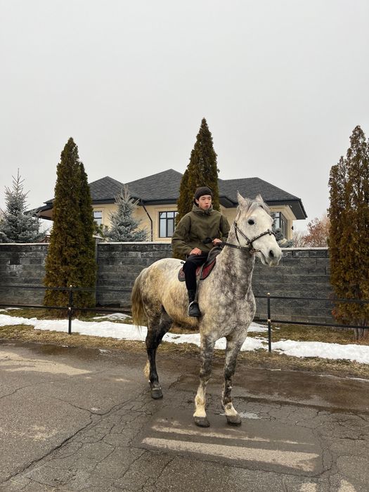 Айгыр сатылады 8 жасар