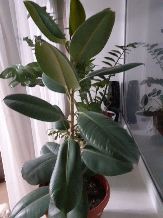 Цветок Фикус ...