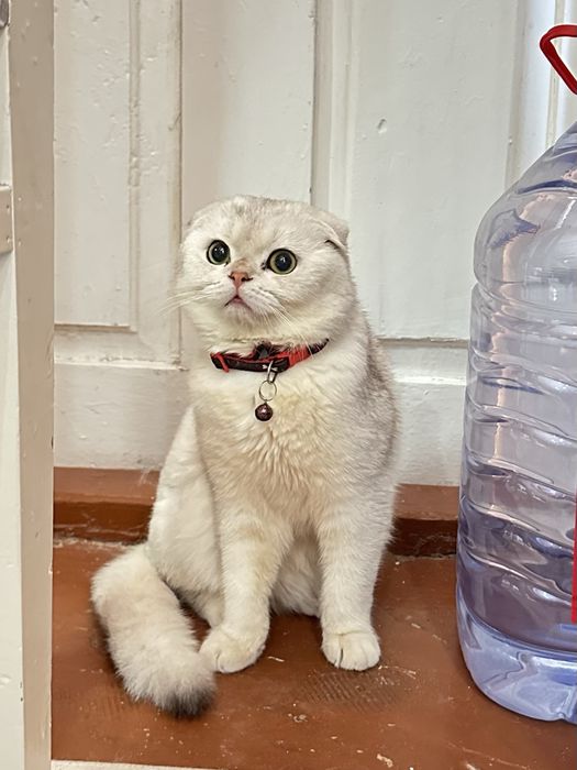 Viyazka!!! Erkak mushuk