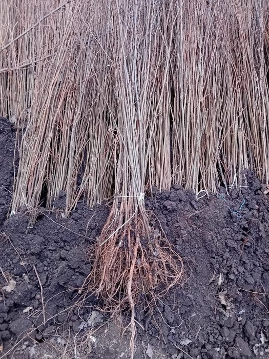 Vând puieți tratați. Molid brad mesteacăn salcâm