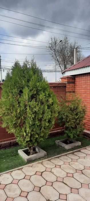 Продам два дерева туя