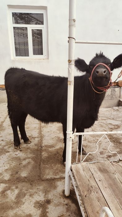 Абердин Ангус Гунажин тозаси