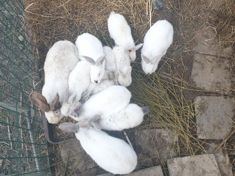 Urias de transilvania pui