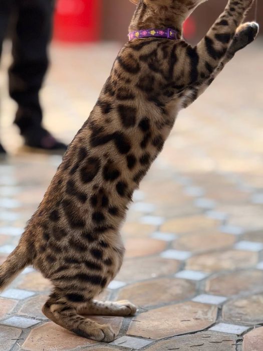 Xaqiyqiy toza bengal 6 oylik Qizbola