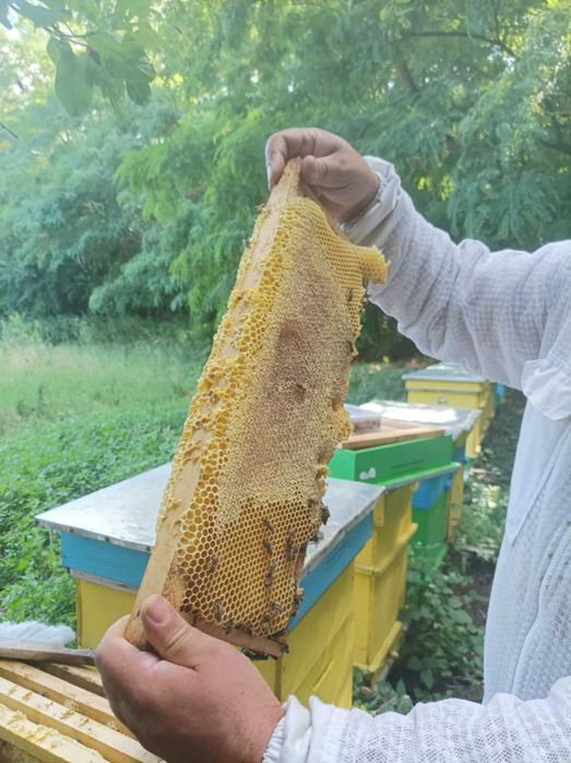 Пчелни отводки Дадан блат
