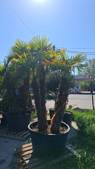 Palmieri măslini artari plante exotice