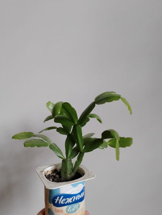 Декабрист розовый