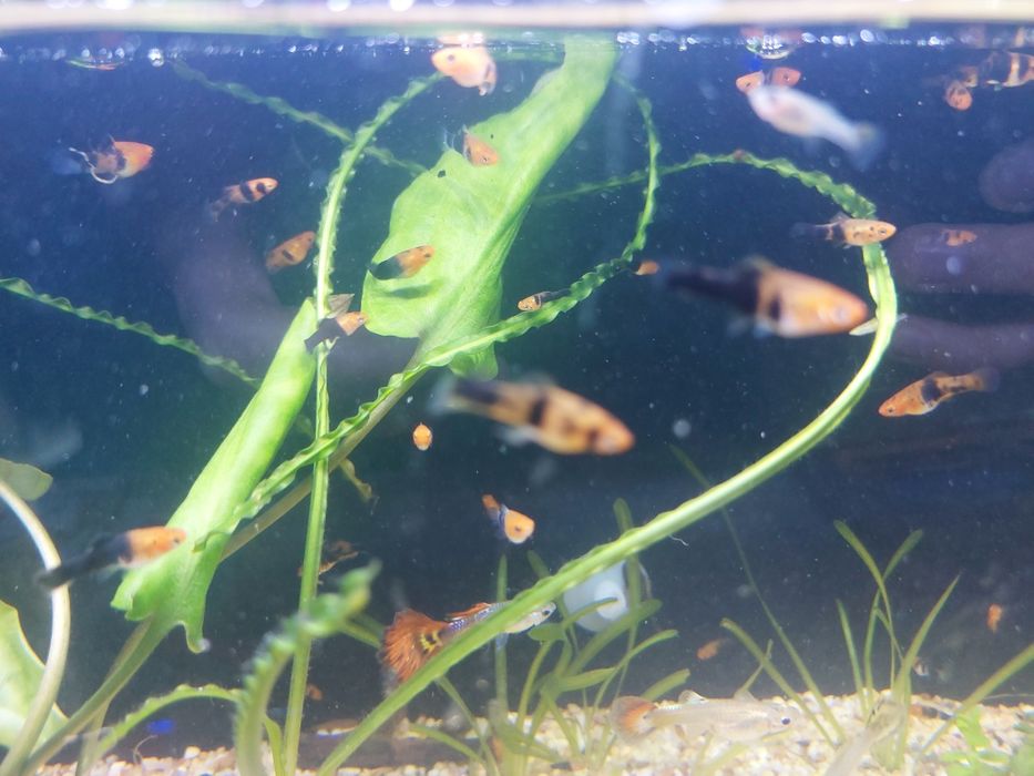 Меченосец малёк +/- 2 см