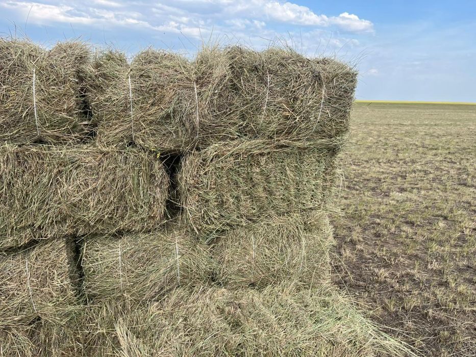 ШӨП, Разнотравье ,с доставка