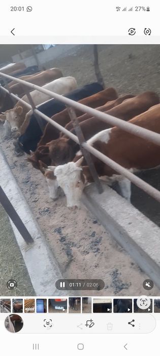 Продаются бычки крупные