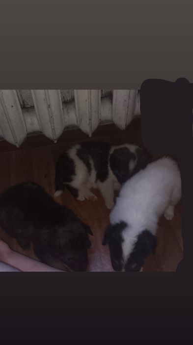Отдам в добрые руки щенят