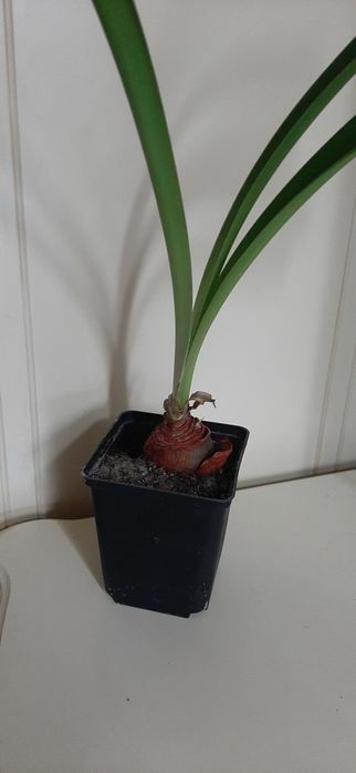 Глоксиния  глоксиния