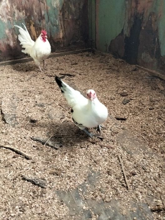 Продам карликового петушка