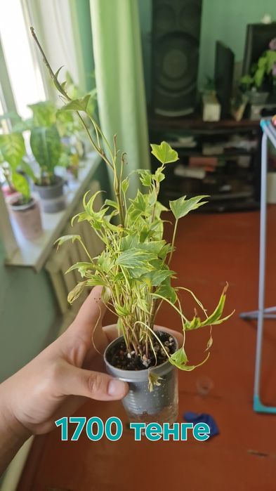 Комнатные цветы  продаються