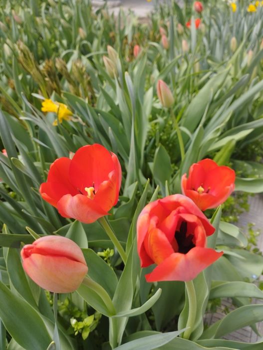 Тюльпаны-это весна в каждом лепестке