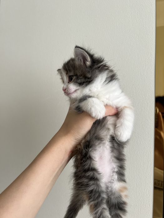 Котенок, девочка